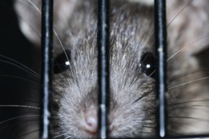 How to Get Rid of Rats in Walls - Deal With Pests