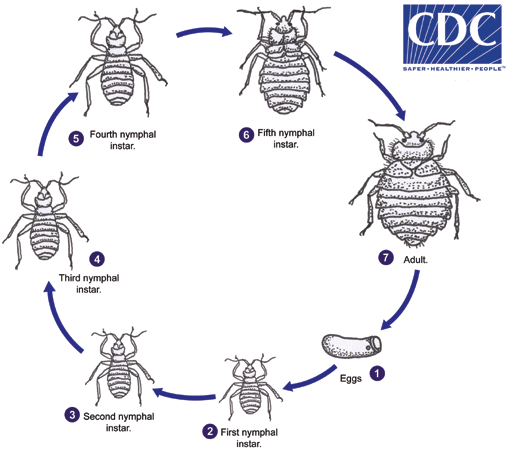 Life cycle of a bed bug