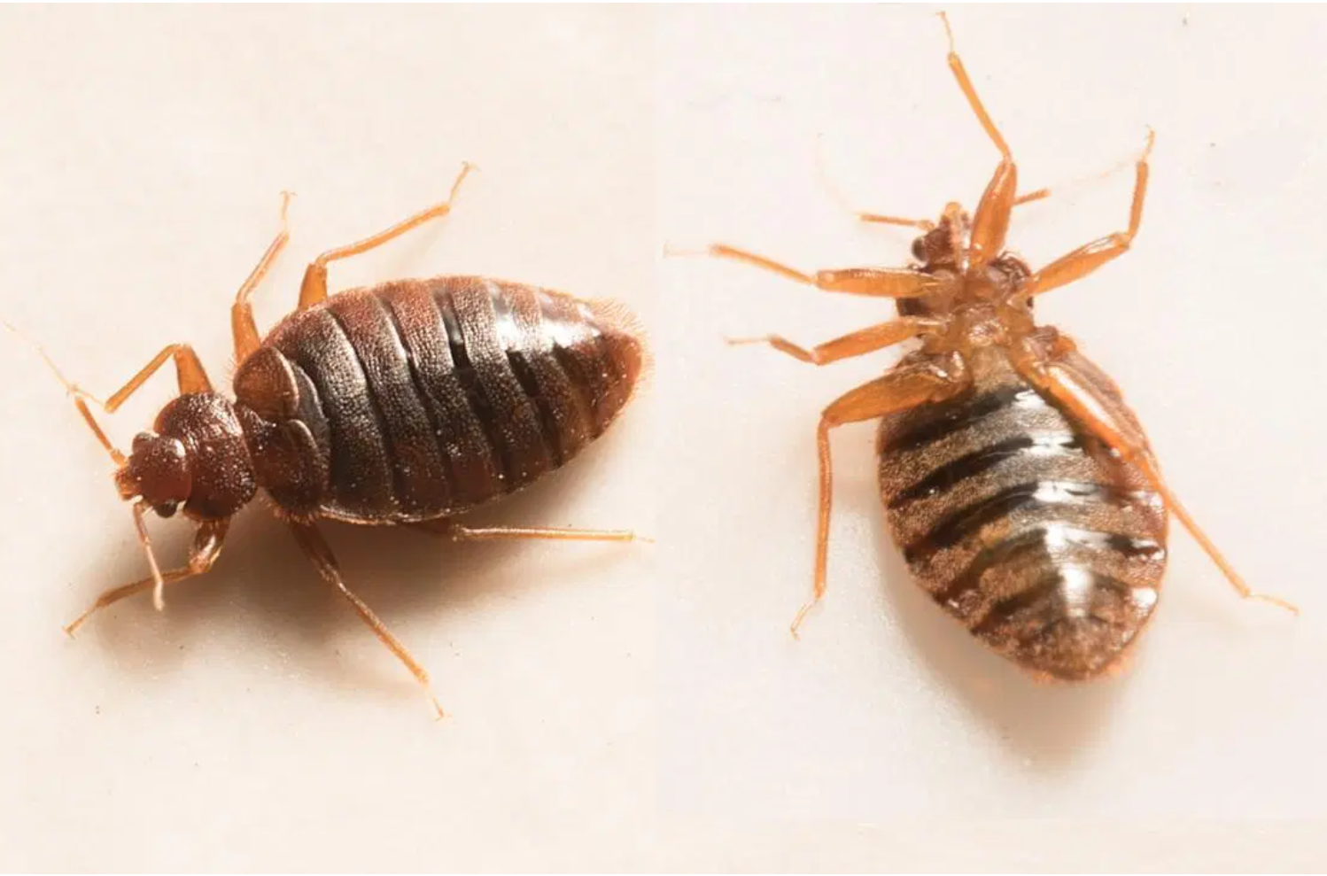 Flea Bites vs Bed Bug Bites: Differences Explained - Deal With Pests