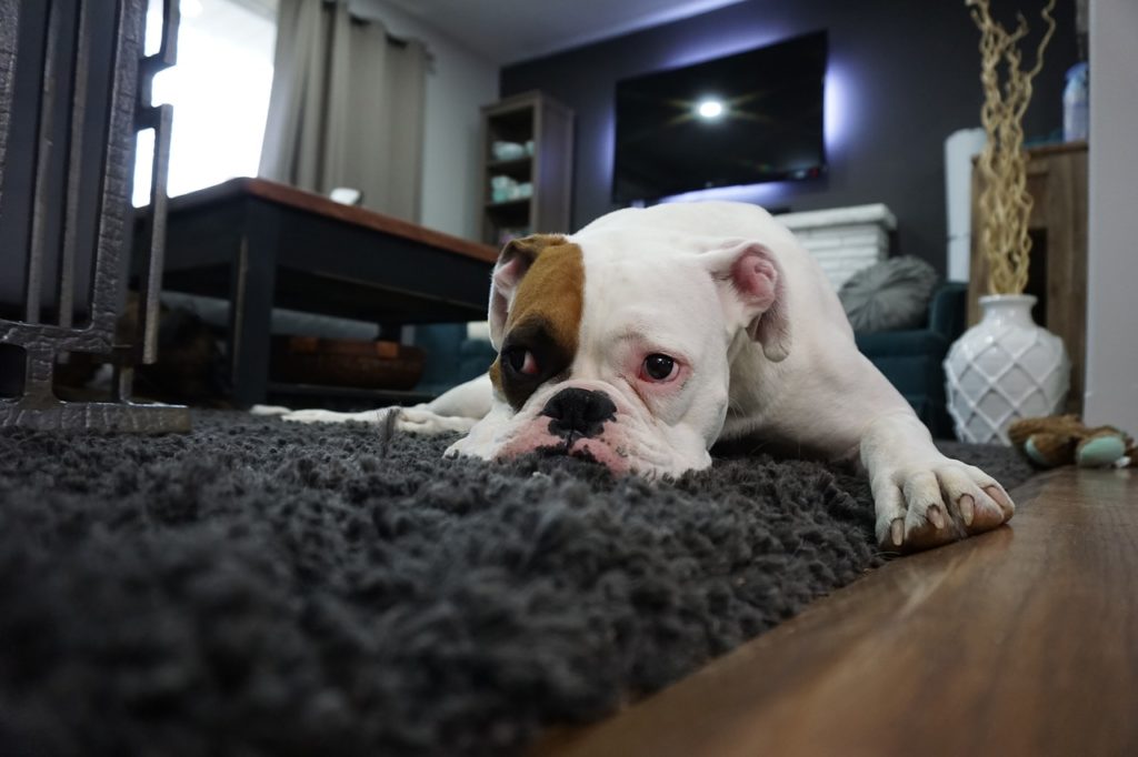 Fleas can be found in your carpets and rugs