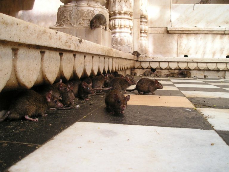 Get Rid of Rats in the Basement with These Steps - Deal With Pests