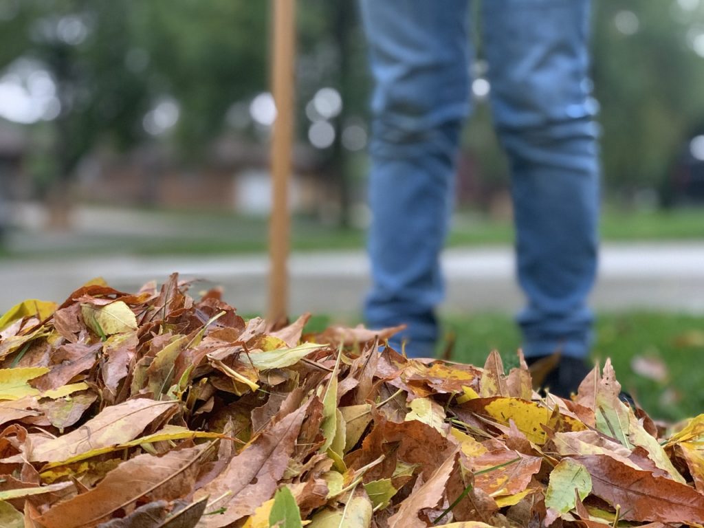 Maintain the cleanliness of your yard to prevent fleas from thriving there