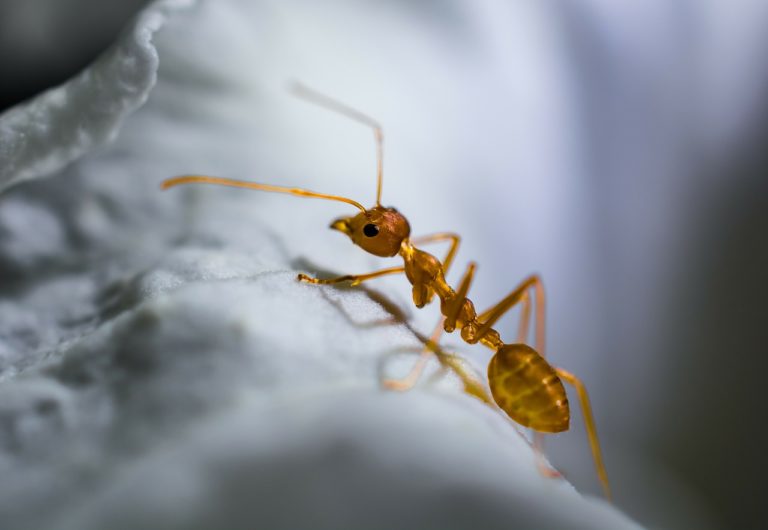 How to Get Rid of Ants in the Bathroom (4 Easy Steps) - Deal With Pests