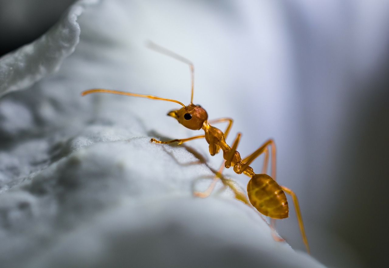 How To Get Rid Of Ants In The Bathroom 4 Easy Steps Deal With Pests   Ant Bathroom 