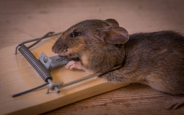 How to Get Rid of Rats Without Harming Pets - Deal With Pests