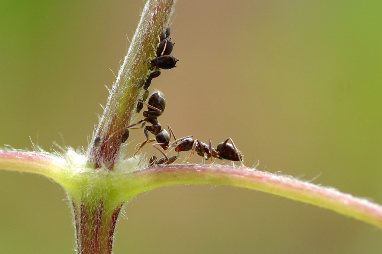 Ants In Plants Garden2 