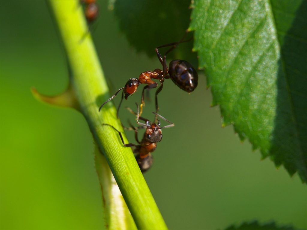 Get rid of ants in your plants using natural or artificial pest control methods.