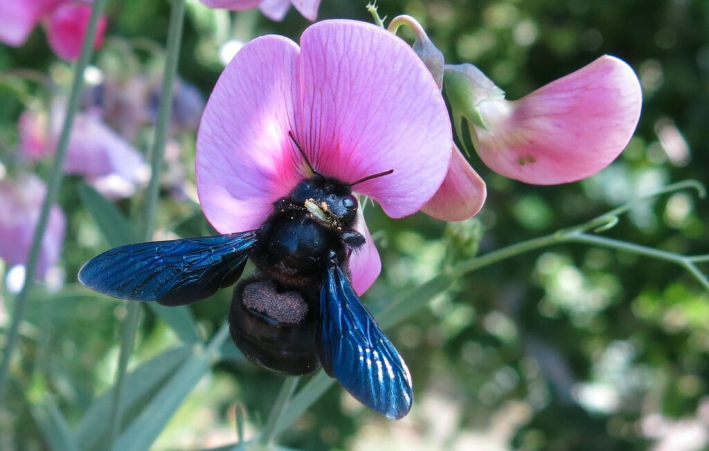 Get rid of carpenter bees by covering the holes in their nests.