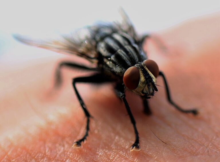 the-complete-housefly-life-cycle-deal-with-pests