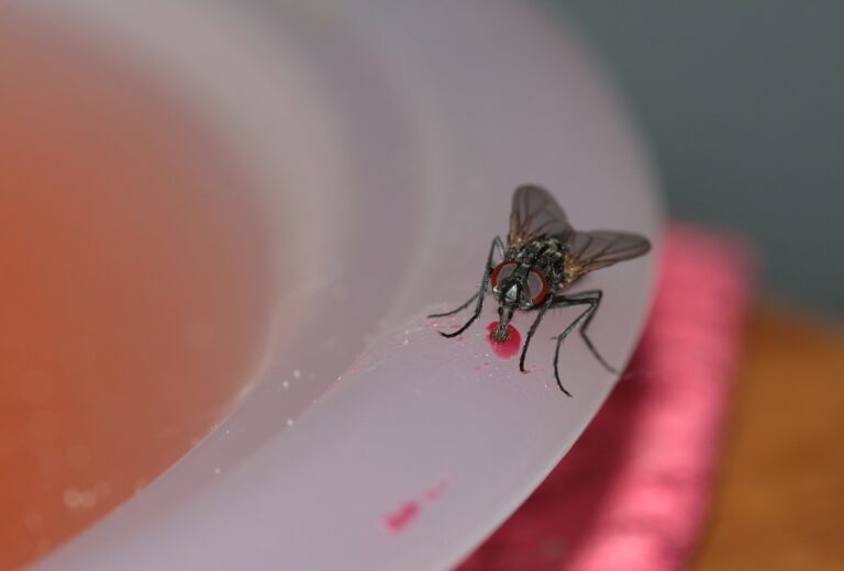 Why Are There Flies In Your House All Of A Sudden Deal With Pests   Housefly Pic3 768x520 