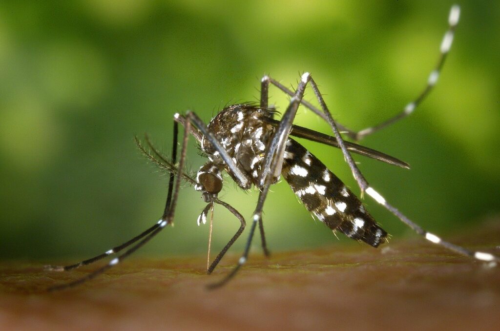 Mosquito bites are dangerous because of allergic reactions and diseases.