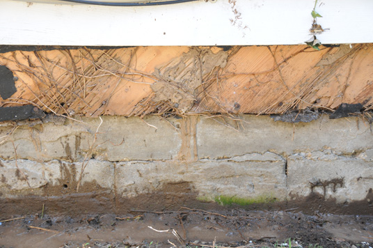 Termites can damage and hollow out wooden structures.