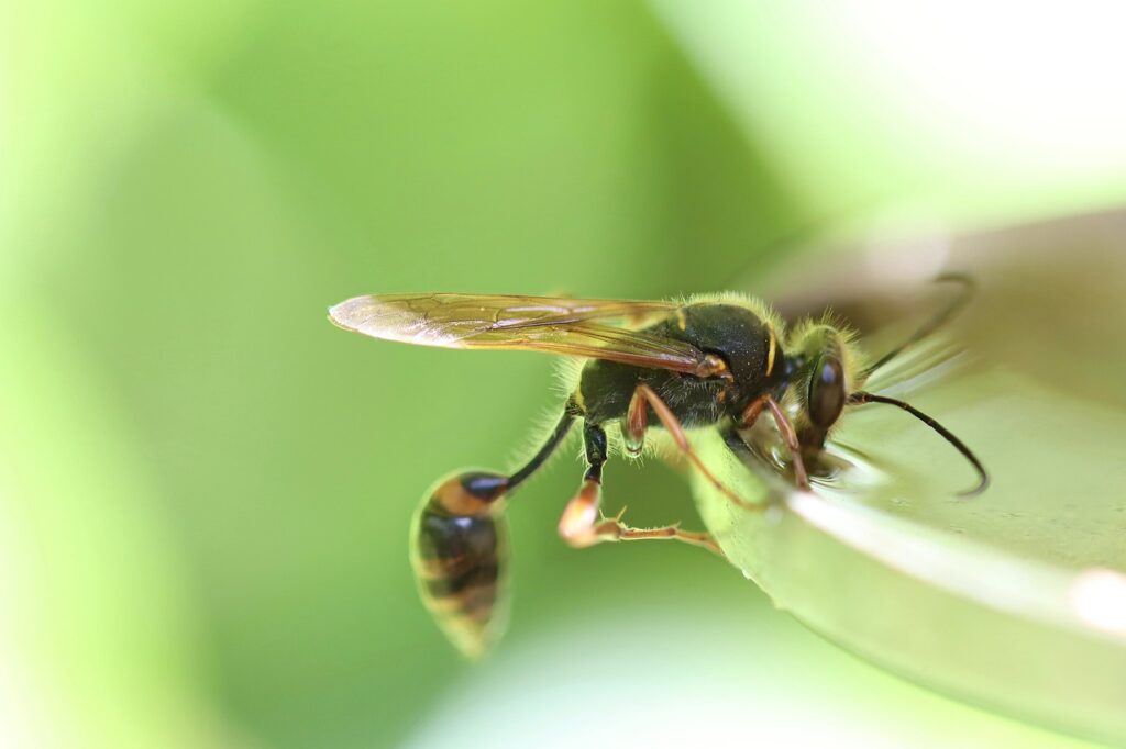 Keep wasps away by avoiding giving them food or water.