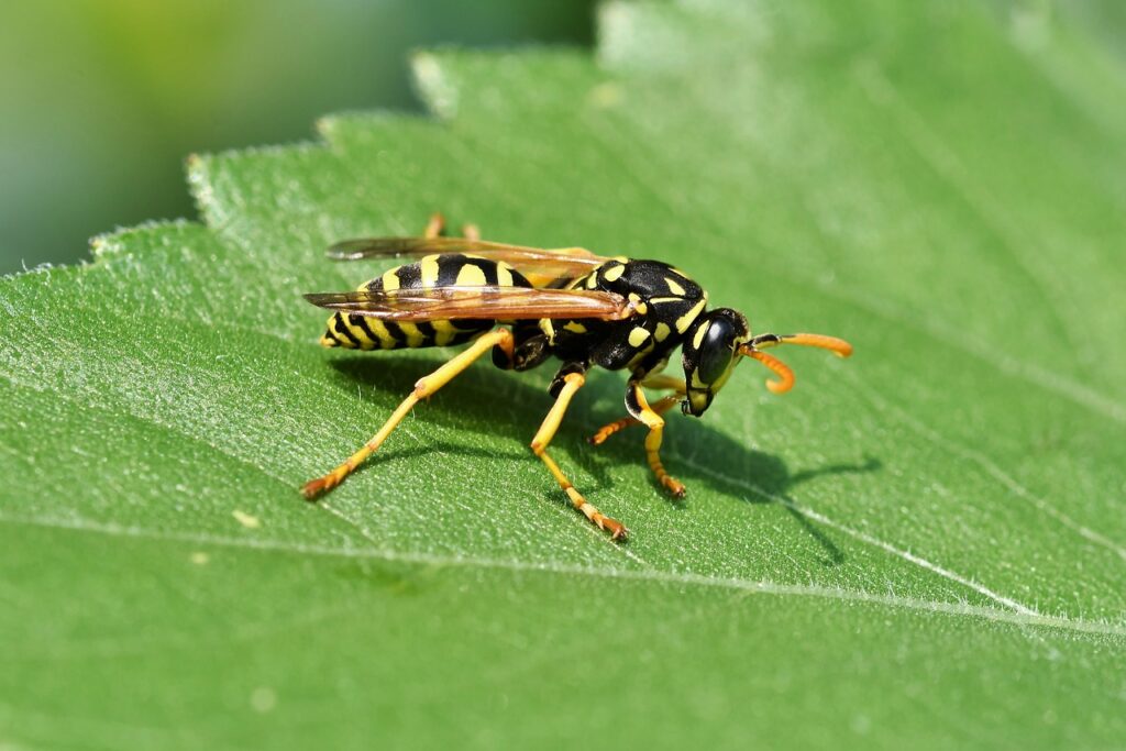 Avoid burning or smacking wasp nests.