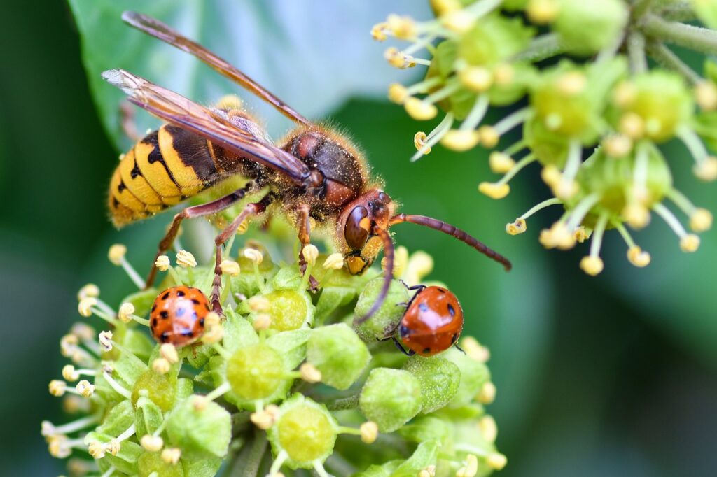 Wasps are natural pest controllers and pollinators.