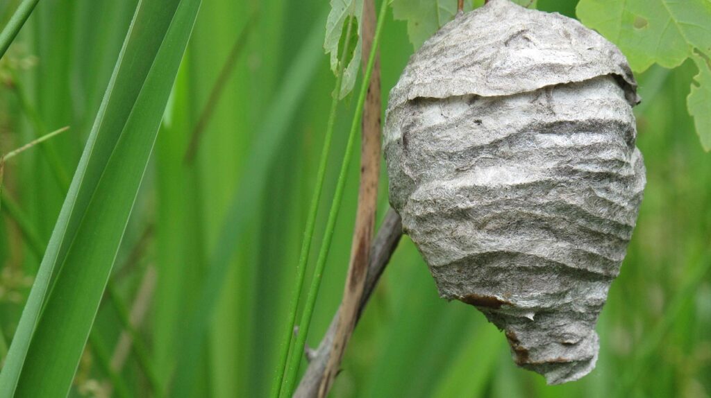 You can avoid a wasp infestation by setting up a fake one.