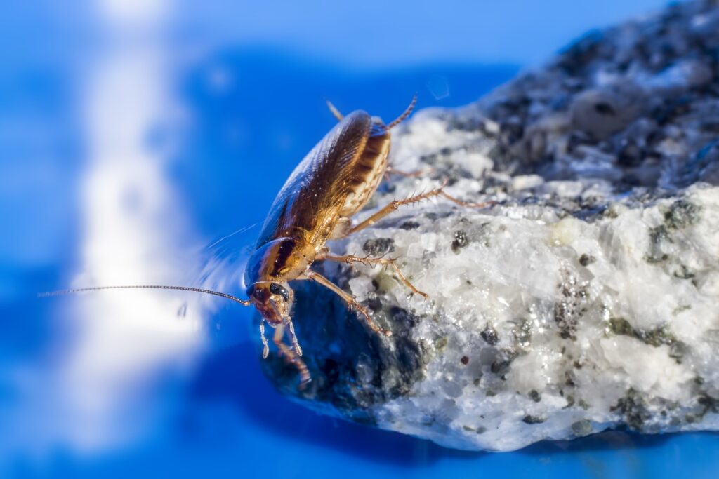 Cockroaches will risk looking for resources in broad daylight if they are desperate enough.