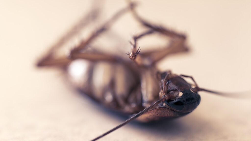 Get rid of roaches with insecticides.