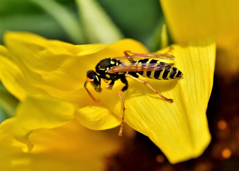 Yellow Jacket Stings Symptoms and Treatments Deal With Pests