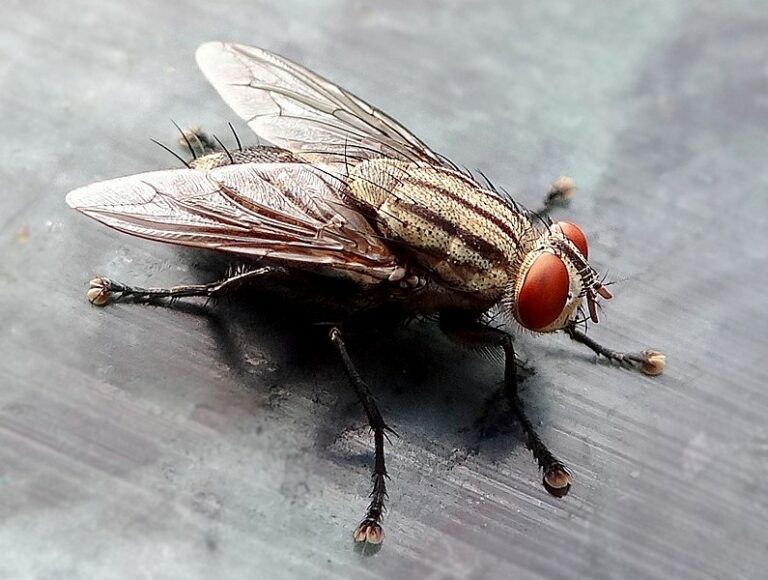 6 Different Types Of Flies That Can Infest Your Home Deal With Pests
