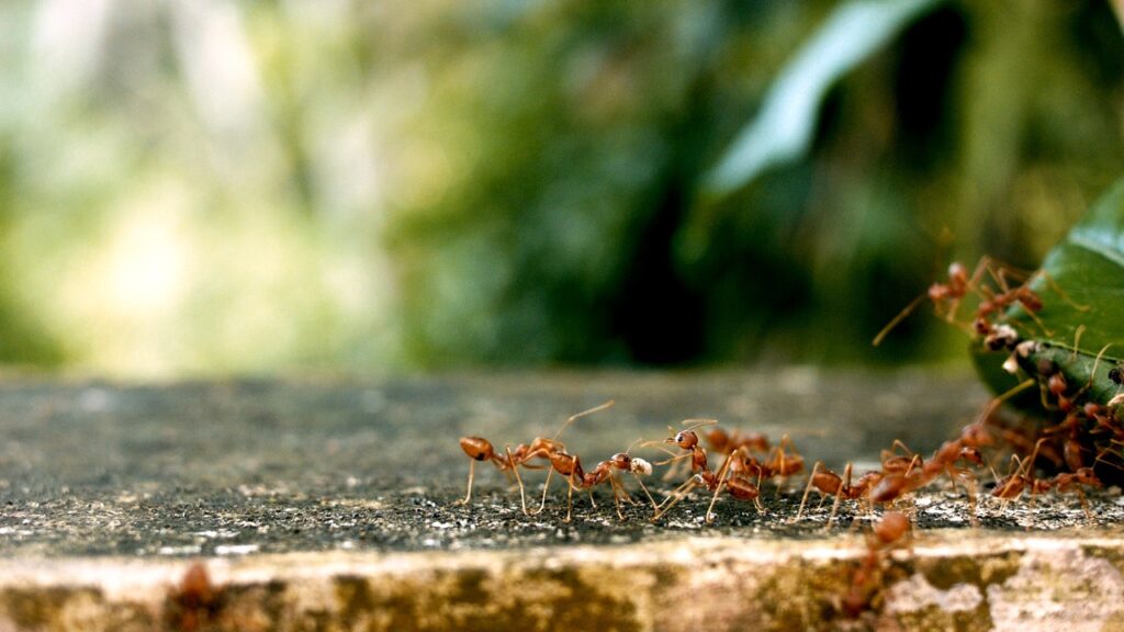 Ants follow each other through pheromones.