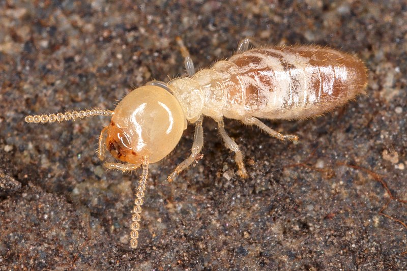 Termites do bite humans, but rarely.