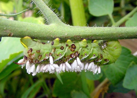 Tomato hornworms are caterpillars that are common garden pests.